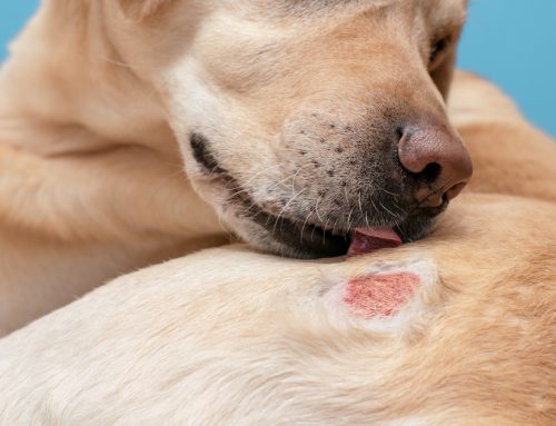 The Mind-Body Connection: How Allergies Affect Behavior in Pets