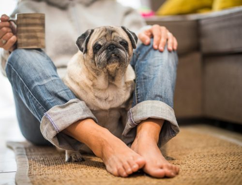 Fur-getful Friends: Cognitive Dysfunction Syndrome in Senior Pets