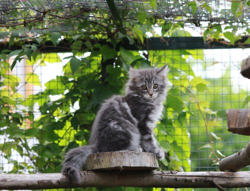 Wild and Whiskered: Helping Your Cat Express Their Natural Behaviors