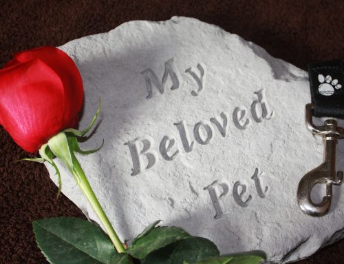 Hard to Say Goodbye: Coping with the Loss of a Beloved Pet