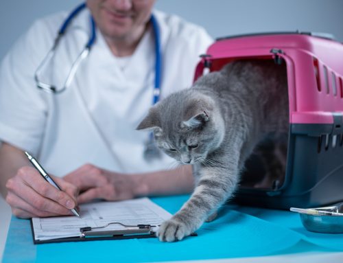 Minimizing Veterinary Visit Stress: Tips for a Smooth Experience