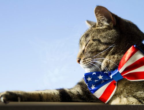 July Fourth Pet Survival Guide