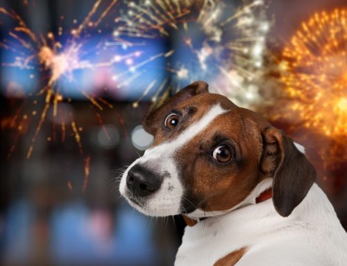 8 Tips for Preparing Your Pet for the Big Bangs—Fireworks